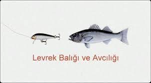 Levrek Avi Teknikleri Teknik Balikcilik Atlar