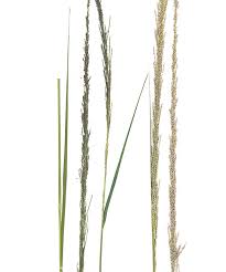 Image result for Sporobolus africanus