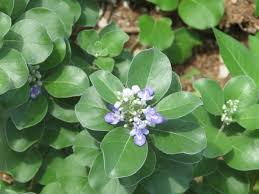 Image result for Vitex mombassae