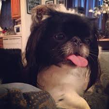 Black And White Pekingese Black And White Pekingese Puppy Beautiful Dog Love So Cute Pekingese Puppies Beautiful Dogs
