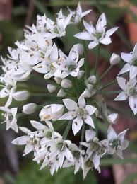 Image result for Nothoscordum borbonicum