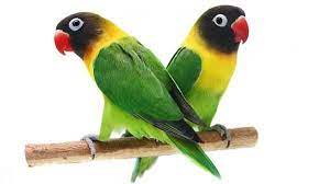 Pin En Agapornis