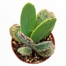 Image result for Kalanchoe marmorata