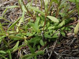 Image result for Brachystegia longifolia