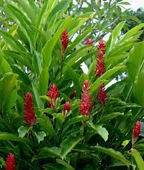 Alpinia Flowering Plants In India Tropical Flower Plants Tropical Garden Plants