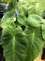 Image result for Remusatia