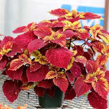 Image result for Coleus melleri