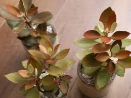 Kalanchoe Orgyalis Copper Spoons World Of Succulents Succulents Planting Succulents Growing Shrubs
