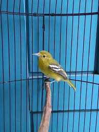 Situasi seperti ini merupakan momen yang sangat penuh dengan tekanan bagi burung anda, dan ia adalah hewan peliharaan yang sangat manis. Peliharaan Dirumah Yang Sangat Mudah Untuk Dirawat Adalah Burung Yang Cantik Dan Membuat Kita Happy Steempeak