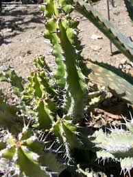 Image result for Euphorbia memoralis