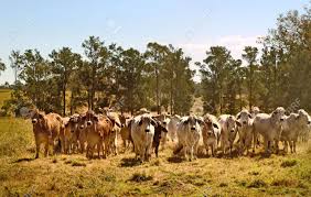 The brahman or brahma is a breed of zebu cattle (bos taurus indicus) that was first bred inunited states from cattle breeds imported from india. Australian Brahman Beef Cattle Line Red Cows Grey Cow Live Animals On Ranch Stock Photo Picture And Royalty Free Image Image 15493812