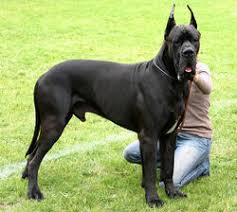 Wild blue great danes strives for excellence in conformation, temperment, balance, quality, structure, and health. Great Dane Ultimate Pop Culture Wiki Fandom