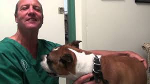 Symptoms of bone cancer the most common symptom associated with osteosarcoma is lameness. What Every Boxer Parent Needs To Know About Cancer