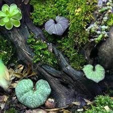 Image result for Nervilia kotschyi