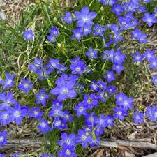Image result for Wahlenbergia persimilis