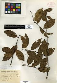 Image result for Allocassine laurifolia