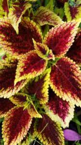 Image result for Coleus sylvestris