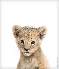 Lion Print Safari Animal Prints Baby Animal Art The Crown Etsy Baby Animal Art Safari Animal Prints Safari Animals
