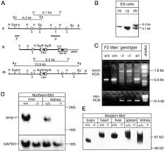 We did not find results for: Normal Lysosomal Morphology And Function In Lamp 1 Deficient Mice Journal Of Biological Chemistry