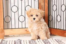You can visit the website to find out more information about the available maltipoo puppies, the health guarantee. Maltipoo Puppies For Sale In Fl Lancaster Puppies