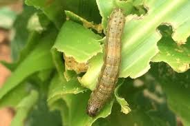 An agricultural pest is best described as: Fall Armyworm Destroyer Of Maize Farms Causes Concern In India