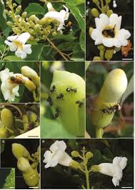 Image result for Nectaropetalum carvalhoi