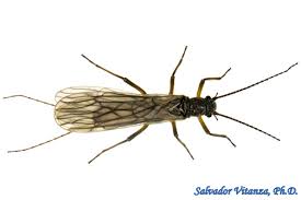 Image result for Swertia pleurogynoides