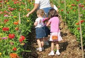 Pick everything from fruits, veggies, and flowers all spring and summer long! Gorgeous Sunflower Fields And More Pick Your Own Flowers In Nj Mommypoppins Things To Do In New Jersey With Kids