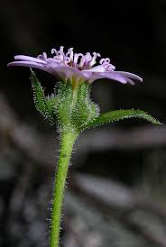 Image result for Criscianthus