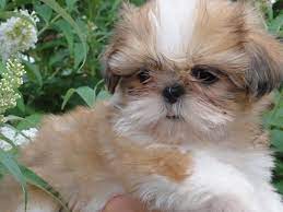 shih tzu welpen wir lieben das leben mit unseren 649679
