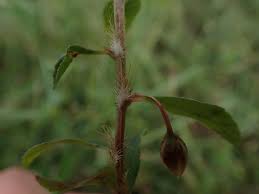 Image result for Sauvagesia erecta