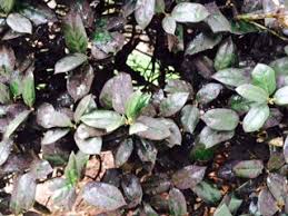 Black mold is the last thing you need in your home. Powdery Mildew Sooty Mold