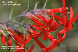 Image result for Polemoniaceae