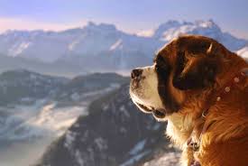 The cancer involves the lymphatic system and spreads at an alarming rate. Lymphoma Pet Cancer Kali S Wish Cancer Foundation