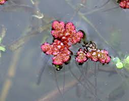 Image result for Azolla