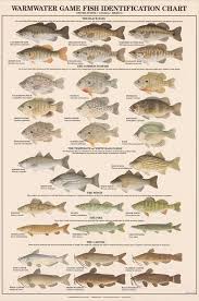 Fishing Magazine Subscription Fishing Magnet 1000 Fishing 727 Fishing Poles Terraria Fishing Boat Decals Fish Fishing Tips Fish Chart Fish Drawings