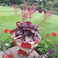 Heuchera Cherry Cola Alumroot Cherry Cola Uploaded By Carolgs They can be found with varying leaf. heuchera cherry cola alumroot