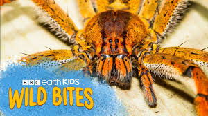 Again, we know that whales do breathe air, so how long can whales stay underwater on one breath? What Are Spiders Answered Twinkl Teaching Wiki