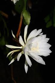 Night Blooming Cereus Queen Of The Night Epiphyllum Oxypetalum Cereus Oxypetalus Almostedenplants Com Night Blooming Flowers Orchid Cactus Unusual Flowers