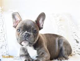 Mum is purebred french bulldog with papers. French Bulldog Puppies For Sale Sydney