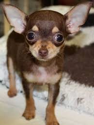 Female Chihuahua Puppy Chocolate And Tan Chihuahua Chihuahua Puppies Baby Chihuahua Chihuahua Puppies For Sale