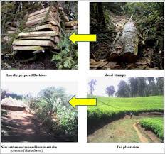 Image result for Pouteria adolfi-friedericii