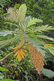 Image result for Bocconia