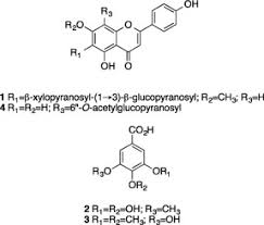 Image result for Campylospermum densiflorum