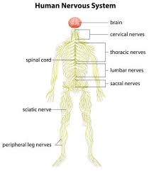 The central nervous system and the peripheral nervous system. 555 Peripheral Nervous System Stock Photos And Images 123rf