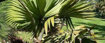 Bismarck palms don't need much water once established, making them suitable for xeric (dry) moderate watering. Bismarckia Species Bismarck Palm Bismark Palm Bismarckia Nobilis