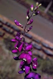 Image result for Elaeodendron matabelicum