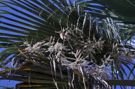 Image result for Wiesneria filifolia