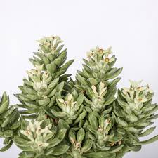 Image result for Monadenium lugardiae
