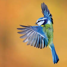 Blue Bird With Orange Wings Pin On Tattoo Sleeve